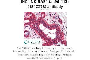 Image no. 1 for anti-NFKB Inhibitor Interacting Ras-Like 1 (NKIRAS1) (AA 96-113) antibody (ABIN5693643) (NKIRAS1 anticorps  (AA 96-113))