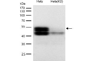 anti-RUNX1,RUNX2,RUNX3 antibody