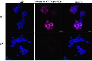 anti-Cell Division Cycle 6 Homolog (S. Cerevisiae) (CDC6) (pSer106) antibody