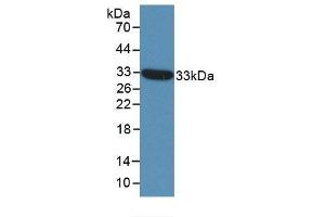 Western blot analysis of recombinant Human ST14. (APLP2 anticorps  (AA 607-852))