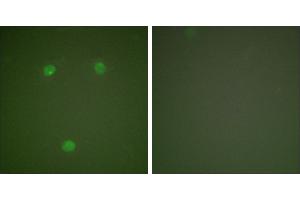 Peptide - +Immunofluorescence analysis of COS7 cells, using GADD153 antibody (#C0202). (DDIT3 anticorps)