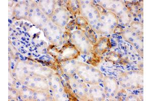 Immunohistochemistry (Paraffin-embedded Sections) (IHC (p)) image for anti-Flotillin 2 (FLOT2) (AA 169-344) antibody (ABIN3042393)