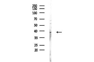 Western blot analysis of lysates from Rat brain, using GAL Antibody at 1/1000 dilution.