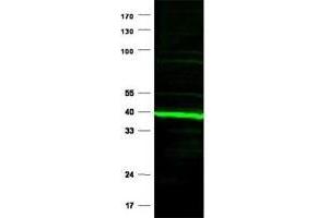 Immunoblotting of Ppard polyclonal antibody  is shown to detect a predominant band at ~ 43 kDa corresponding to Ppard present in mouse heart tissue lysates. (PPARD anticorps  (N-Term))