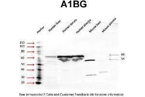 WB Suggested Anti-A1BG Antibody Titration: 5 ug/mlPositive Control: human liver, human serum, human plasma