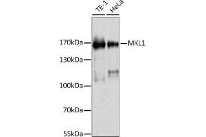 Western blot analysis of extracts of various cell lines, using MKL1 antibody (ABIN6132378, ABIN6143853, ABIN6143856 and ABIN6216288) at 1:1000 dilution. (MKL1 anticorps  (AA 1-280))