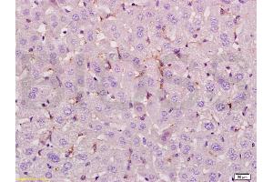 anti-Lymphoid Enhancer-Binding Factor 1 (LEF1) (AA 331-399) antibody