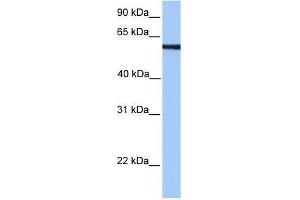 MLLT3 antibody used at 0.