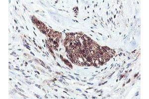 Image no. 10 for anti-Arginyl Aminopeptidase (Aminopeptidase B) (RNPEP) antibody (ABIN1500729) (RNPEP anticorps)