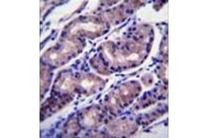 Immunohistochemistry analysis in formalin fixed and paraffin embedded human stomach tissue reacted with FOXA2 / HNF3B Antibody (Center) followed by peroxidase conjugation of the secondary antibody and DAB staining. (FOXA2 anticorps  (Middle Region))