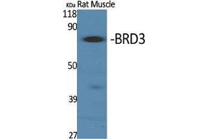 Western Blot (WB) analysis of specific cells using BRD3 Polyclonal Antibody. (BRD3 anticorps  (C-Term))