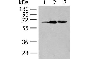Western blot analysis of 293T cell lysates using EXOSC9 Polyclonal Antibody at dilution of 1:400 (EXOSC9 anticorps)