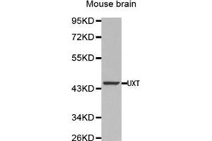 Western Blotting (WB) image for anti-Ubiquitously-Expressed, Prefoldin-Like Chaperone (UXT) (AA 13-169) antibody (ABIN1683236) (UXT anticorps  (AA 13-169))