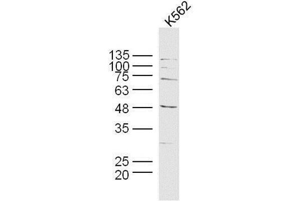 MAGEB6 anticorps  (AA 151-250)