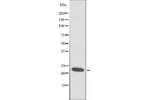 Western blot analysis of extracts from HT-29 cells, using ATP5S antibody. (ATP5S anticorps  (Internal Region))