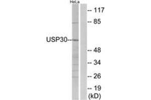 Western Blotting (WB) image for anti-Ubiquitin Specific Peptidase 30 (Usp30) (AA 31-80) antibody (ABIN2890673) (Usp30 anticorps  (AA 31-80))