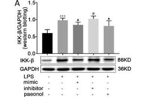 Effects of paeonol on IKK-β in LPS-induced RAW264.