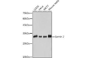 Western blot analysis of extracts of various cell lines, using Gemin 2 antibody (ABIN7267366) at 1:1000 dilution. (SIP1 anticorps)