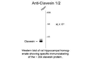 Western Blot of Anti-Clavesin (Rabbit) Antibody - 612-401-D17 Western Blot of Anti-Clavesin (Rabbit) Antibody. (Clavesin 1 anticorps  (C-Term))