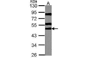 WB Image Sample (30 ug of whole cell lysate) A:NIH-3T3 10% SDS PAGE antibody diluted at 1:1000 (RPS6KB2 anticorps  (Center))