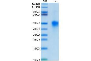 Mouse TROP-2 on Tris-Bis PAGE under reduced condition. (TACSTD2 Protein (His tag))