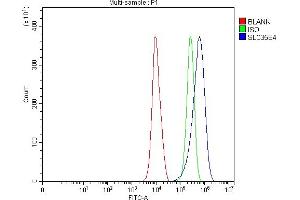 anti-Solute Carrier Family 35, Member E4 (SLC35E4) (AA 1-350) antibody