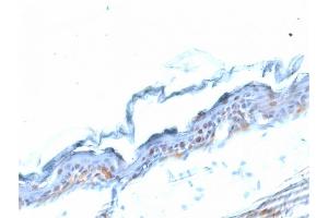 Formalin-fixed, paraffin-embedded Mouse Stomach stained with SOX2 Mouse Monoclonal Antibody (SOX2/1791).