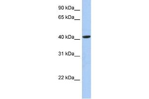 WB Suggested Anti-FAM105A Antibody Titration:  0. (FAM105A anticorps  (Middle Region))