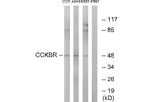 Western blot analysis of extracts from COS-7 cells, A549 cells and K562 cells, using CCKBR antibody. (CCKBR anticorps)