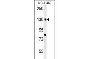 CTTB2 Antibody (N-term) (ABIN651681 and ABIN2840358) western blot analysis in NCI- cell line lysates (35 μg/lane). (CTTNBP2 anticorps  (N-Term))
