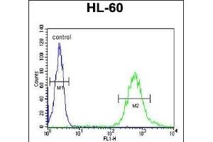 WDTC1 Antibody (C-term) (ABIN651137 and ABIN2840092) flow cytometric analysis of HL-60 cells (right histogram) compared to a negative control cell (left histogram). (WDTC1 anticorps  (C-Term))