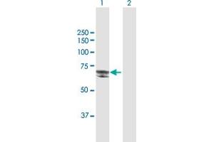 Western Blot analysis of DSTYK expression in transfected 293T cell line by DSTYK MaxPab polyclonal antibody. (DSTYK anticorps  (AA 1-587))