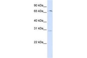 Image no. 1 for anti-Olfactory Receptor, Family 6, Subfamily C, Member 75 (OR6C75) (C-Term) antibody (ABIN6740881) (OR6C75 anticorps  (C-Term))