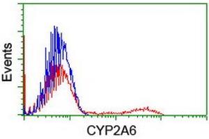 HEK293T cells transfected with either RC222995 overexpress plasmid (Red) or empty vector control plasmid (Blue) were immunostained by anti-CYP2A6 antibody (ABIN2455221), and then analyzed by flow cytometry. (CYP2A6 anticorps)