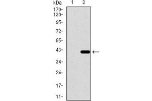 Western Blotting (WB) image for anti-Dynein, Axonemal, Light Chain 4 (DNAL4) (AA 1-105) antibody (ABIN1843369) (DNAL4 anticorps  (AA 1-105))