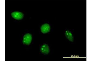 Immunofluorescence of purified MaxPab antibody to C8orf33 on HeLa cell. (C8orf33 anticorps  (AA 1-229))
