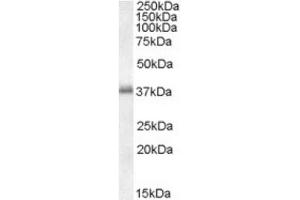Image no. 1 for anti-Linker For Activation of T Cells (LAT) (C-Term) antibody (ABIN374446) (LAT anticorps  (C-Term))