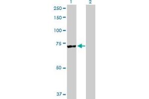 Western Blot analysis of RARS expression in transfected 293T cell line by RARS MaxPab polyclonal antibody. (RARS anticorps  (AA 1-660))