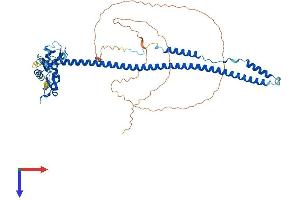 AlphaFold protein structure predicition of Human Recombinant TRIM8 Protein, UniprotID Q9BZR9