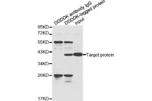 Immunoprecipitation of over-expressed DDDDK-tagged protein in HeLa cell incubated with DDDDK antibody. (DDDDK Tag anticorps)
