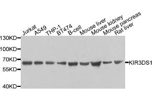 Western blot analysis of extracts of various cells, using KIR3DS1 antibody. (KIR3DS1 anticorps)