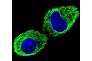 Confocal immunofluorescent analysis of TUBB2B antibody with HepG2 cells followed by Alexa Fluor 488-conjugated goat anti-rabbit lgG (green).