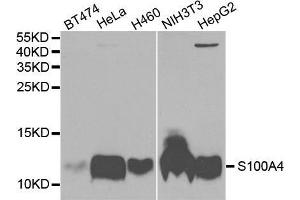 Western blot analysis of extracts of various cell lines, using S100A4 antibody. (s100a4 anticorps  (AA 1-101))