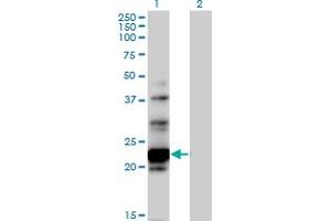 Western Blot analysis of NOL6 expression in transfected 293T cell line by NOL6 MaxPab polyclonal antibody.