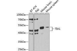 Western blot analysis of extracts of various cell lines, using TI antibody (2523) at 1:1000 dilution. (TIA1 anticorps  (C-Term))
