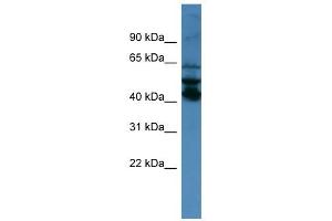 40787 antibody used at 0.
