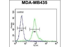 CCDC81 Antibody (Center) (ABIN655424 and ABIN2844962) flow cytometric analysis of MDA-M cells (right histogram) compared to a negative control cell (left histogram).