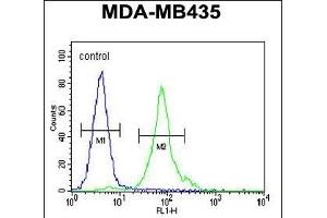 CCDC81 Antibody (Center) (ABIN655424 and ABIN2844962) flow cytometric analysis of MDA-M cells (right histogram) compared to a negative control cell (left histogram). (CCDC81 anticorps  (AA 380-408))