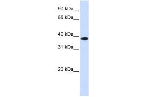 Western Blotting (WB) image for anti-Glycerol-3-Phosphate Dehydrogenase 1-Like (GPD1L) antibody (ABIN2459858) (GPD1L anticorps)