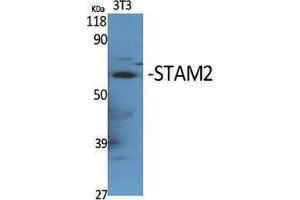 Western Blotting (WB) image for anti-Signal Transducing Adaptor Molecule (SH3 Domain and ITAM Motif) 2 (STAM2) (Tyr531) antibody (ABIN3180331) (STAM2 anticorps  (Tyr531))